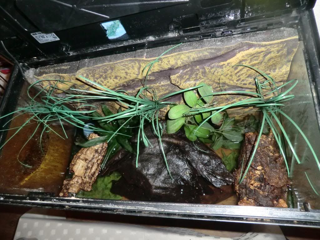 my fire bellied toad tank Reptile Forums